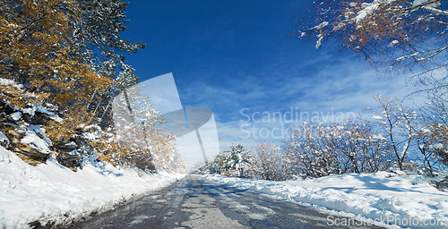 Image of Snow, forest and road or winter landscape or environment explore with cold weather as nature, outdoor or freezing. Woods, trees and path in Swiss Alps or adventure vacation or abroad, blue sky or ice