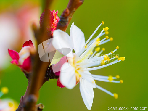 Image of Plum blossom, closeup and tree in spring with growth, leaves and floral bud or petal outdoor in field. Flower, fruit plant or ecology in China for produce, conservation or horticulture in environment