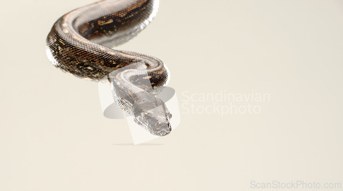 Image of Closeup, snake and Burmese Python with reptile, movement and natural isolated on a beige studio background. Tropical pet, animal and mockup space with nature and wildlife with biology and unique