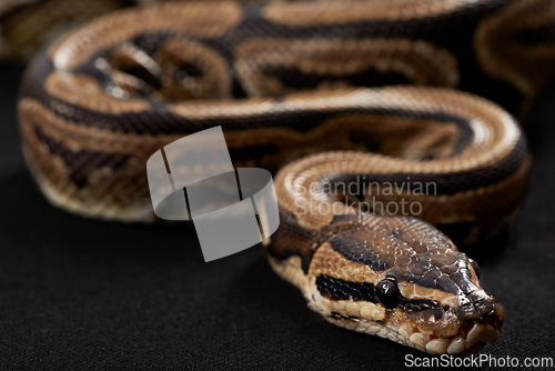 Image of Closeup, snake and scales with python on black background for tropical, wildlife and conservation. Mockup, serpent and reptile for ecological awareness, environmental protection and exotic pet care