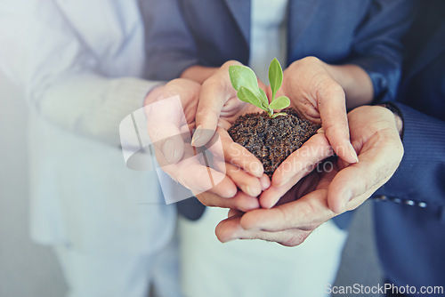 Image of Businesspeople, hands and plant in soil or growth in startup company or new opportunity, development or investment. Fingers, dirt and greenery with teamwork for sustainability, eco friendly or nature