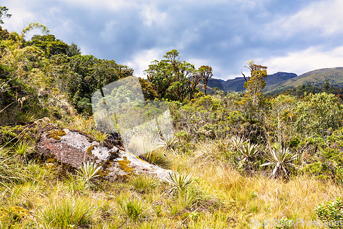 Image of Paramo Natural Reserve, Andes Mountain Range, South America. Colombia wilderness landscape.