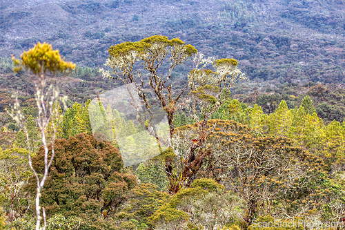 Image of Paramo Natural Reserve, Andes Mountain Range, South America. Colombia wilderness landscape.