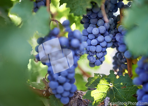 Image of Vineyard, agriculture and closeup of grapes in nature for harvest, wine and sustainability in Italy. Field, eco friendly and fruit with leaves at countryside for growth, production and farming