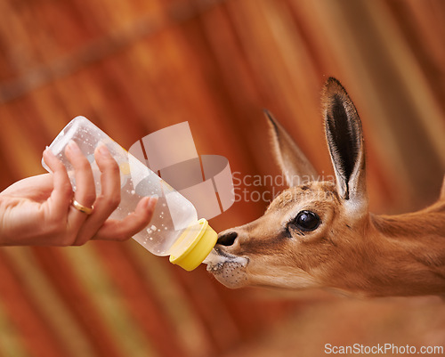 Image of Baby springbok, bottle feeding and milk, animal care and wellness with vet person or volunteer for help. Health, nature and safety of wildlife with liquid food for nutrition, young buck with meal