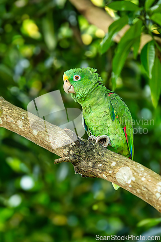 Image of Yellow-crowned amazon or yellow-crowned parrot (Amazona ochrocephala), Malagana, Bolivar, Wildlife and birdwatching in Colombia
