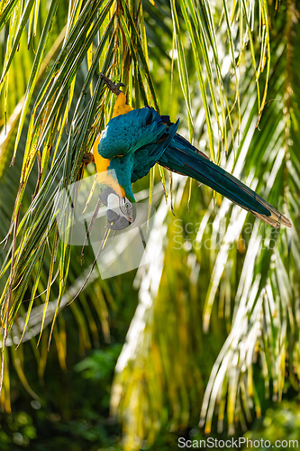 Image of Blue-and-yellow macaw (Ara ararauna), Malagana, Bolivar department. Wildlife and birdwatching in Colombia