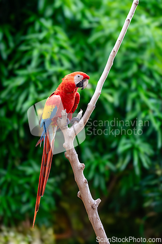 Image of Blue-and-yellow macaw (Ara ararauna), Malagana, Bolivar department. Wildlife and birdwatching in Colombia