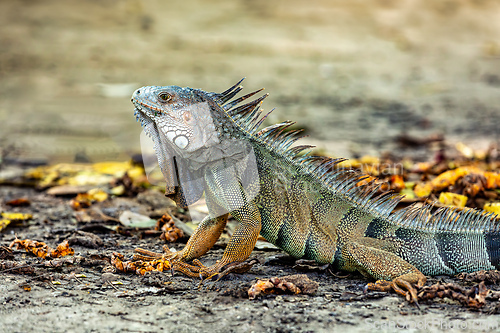 Image of Green iguana (Iguana iguana). Centenario Park (Parque Centenario) Cartagena de Indias, Colombia wildlife animal.