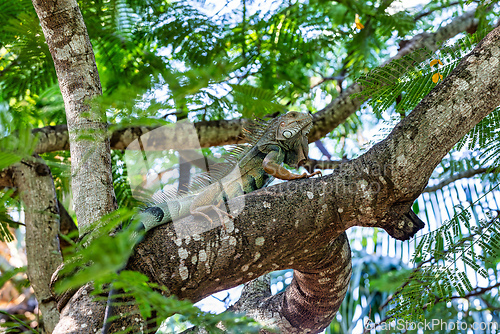 Image of Green iguana (Iguana iguana). Centenario Park (Parque Centenario) Cartagena de Indias, Colombia wildlife animal.