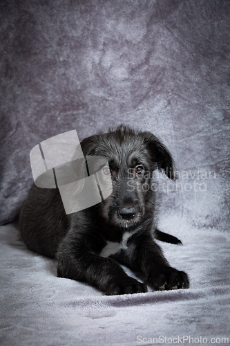 Image of Irish Wolfhound, cute female puppy of largest breeds of dog.