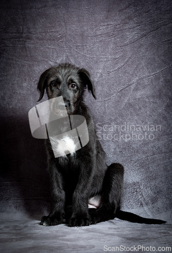 Image of Irish Wolfhound, cute female puppy of largest breeds of dog.