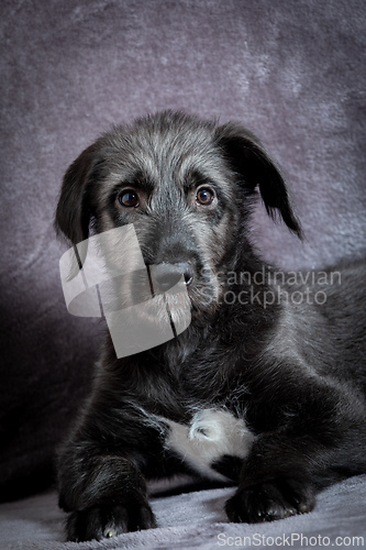 Image of Irish Wolfhound, cute female puppy of largest breeds of dog.