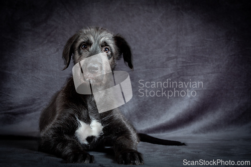 Image of Irish Wolfhound, cute female puppy of largest breeds of dog.