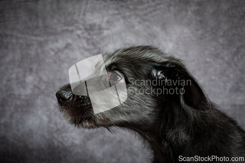 Image of Irish Wolfhound, cute female puppy of largest breeds of dog.