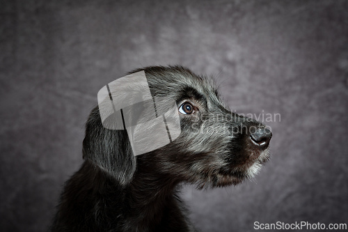 Image of Irish Wolfhound, cute female puppy of largest breeds of dog.