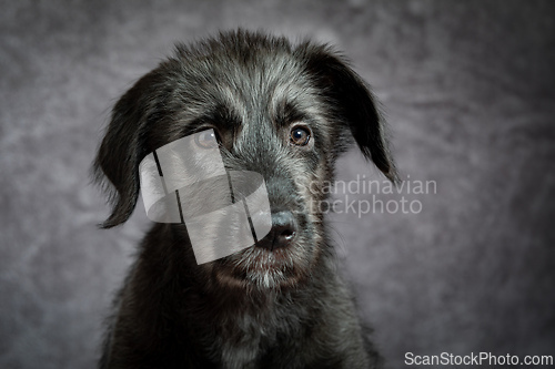 Image of Irish Wolfhound, cute female puppy of largest breeds of dog.