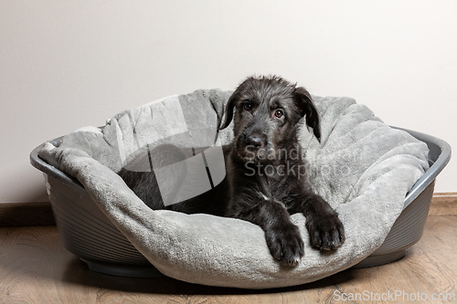 Image of Irish Wolfhound, cute female puppy of largest breeds of dog.