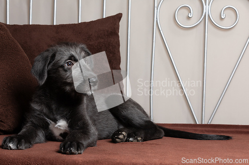 Image of Irish Wolfhound, cute female puppy of largest breeds of dog.