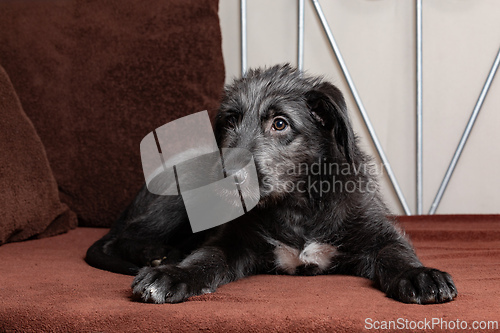 Image of Irish Wolfhound, cute female puppy of largest breeds of dog.