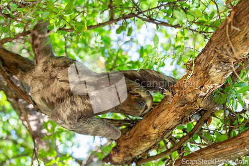 Image of Three-toed or three-fingered sloths, arboreal neotropical mammals, Cartagena de Indias. Colombia wildlife animal.