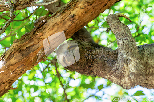 Image of Three-toed or three-fingered sloths, arboreal neotropical mammals, Cartagena de Indias. Colombia wildlife animal.