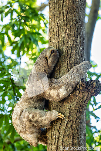 Image of Three-toed or three-fingered sloths, arboreal neotropical mammals, Cartagena de Indias. Colombia wildlife animal.