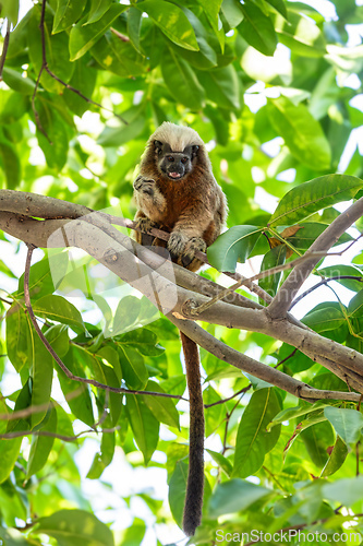 Image of Cotton-top tamarin (Saguinus oedipus), small New World monkey weighing less than 0.5 kg. Cartagena. Colombia wildlife animal.