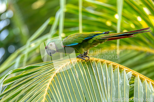 Image of Blue-and-yellow macaw (Ara ararauna), Malagana, Bolivar department. Wildlife and birdwatching in Colombia