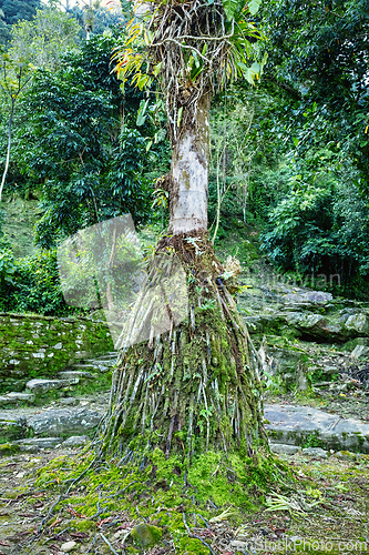 Image of Ciudad Perdida, ancient ruins in Sierra Nevada mountains. Santa Marta, Colombia wilderness