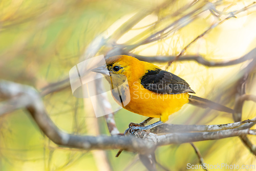 Image of Yellow oriole (Icterus nigrogularis), Minca, Sierra Nevada, Magdalena department. Wildlife and birdwatching in Colombia