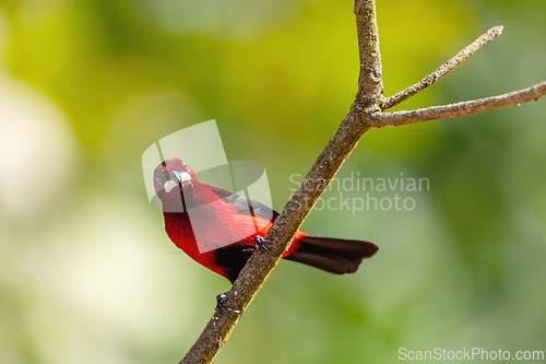 Image of Crimson-backed tanager (Ramphocelus dimidiatus) male, Minca, Sierra Nevada de Santa Marta. Wildlife and birdwatching in Colombia.