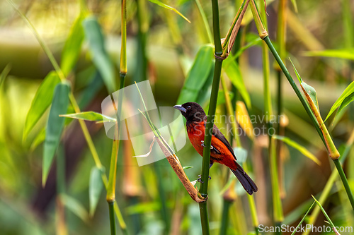 Image of Crimson-backed tanager (Ramphocelus dimidiatus) female, Minca Sierra Nevada de Santa Marta. Wildlife and birdwatching in Colombia.