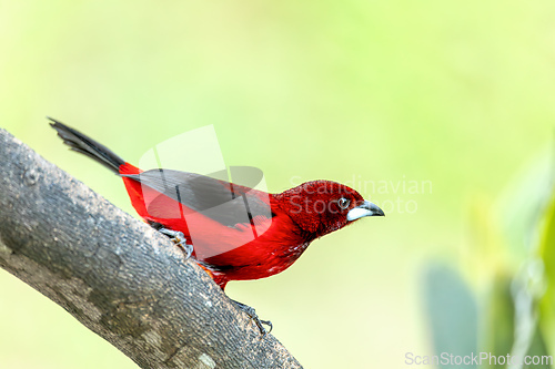 Image of Crimson-backed tanager (Ramphocelus dimidiatus) male, Minca, Sierra Nevada de Santa Marta. Wildlife and birdwatching in Colombia.