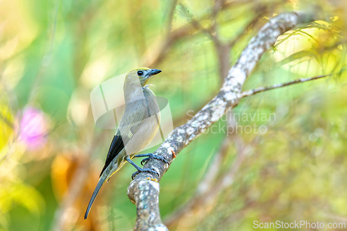 Image of Palm tanager (Thraupis palmarum), Minca, Sierra Nevada de Santa Marta. Wildlife and birdwatching in Colombia.