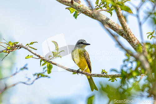 Image of Tropical kingbird (Tyrannus melancholicus), Cesar department. Wildlife and birdwatching in Colombia.