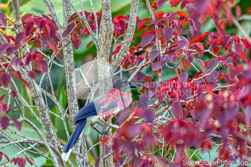 Image of Black-chested jay (Cyanocorax affinis). Minca, Sierra Nevada, Magdalena department. Wildlife and birdwatching in Colombia
