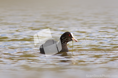 Image of eurasian coot on water surface