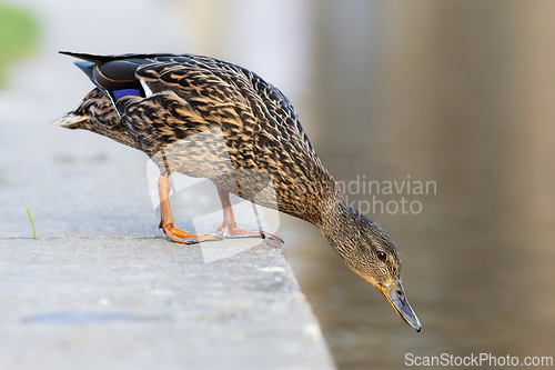 Image of female mallard at the city duck pond