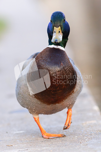 Image of funny mallard drake walking towards the camera