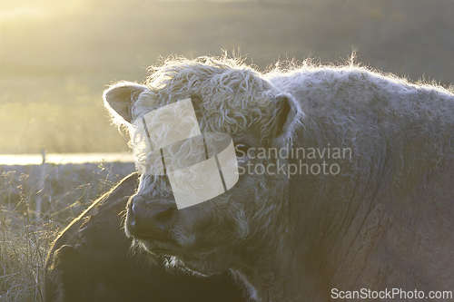 Image of galloway large bull portrait