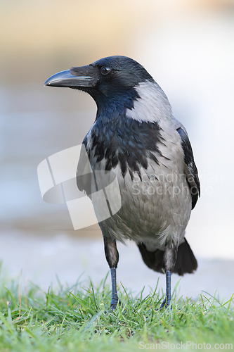 Image of hooded crow on green lawn