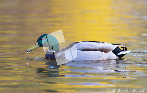 Image of male mallard in colorful sunset light