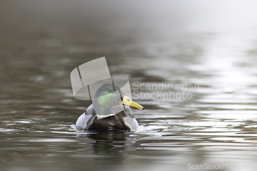 Image of mallard drake in a foggy morning