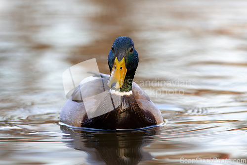 Image of mallard swimming on pond at dusk
