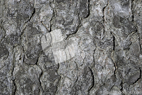 Image of pine bark real texture