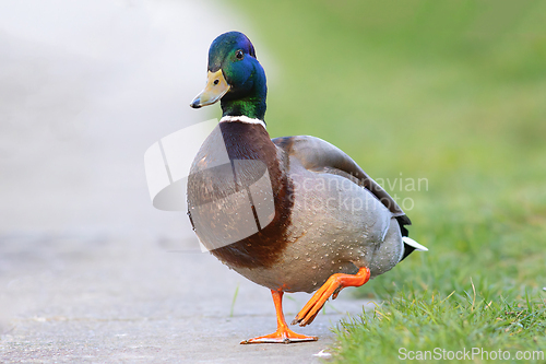 Image of cute funny colorful mallard drake