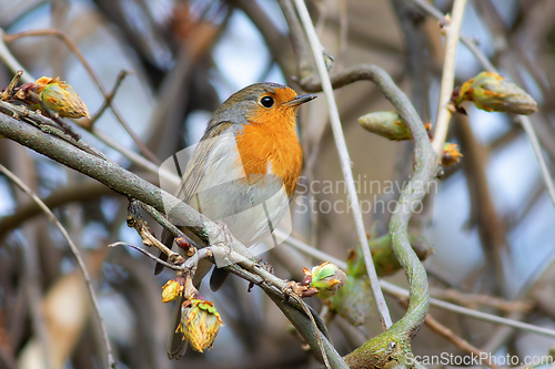 Image of european robin on a spring day