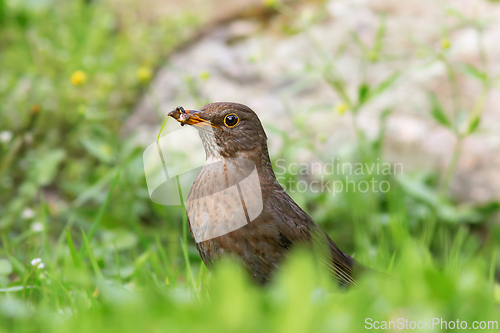 Image of female blackbird foraging for food on lawn