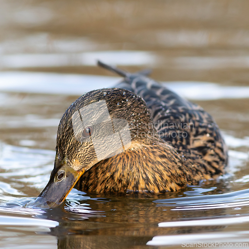 Image of female mallard on pond